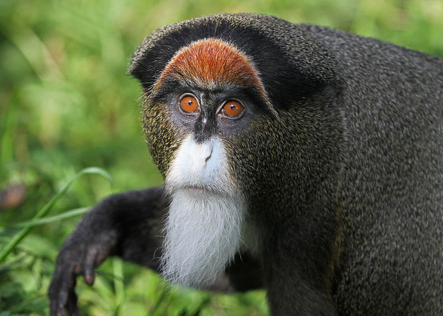 Виды обезьян (описание и фото)