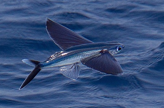 Летающая Рыба Фото